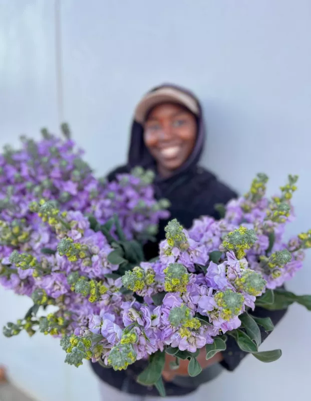 Stocks Lilac