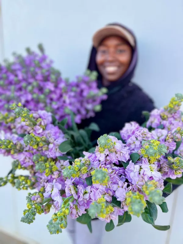 Stocks Lilac