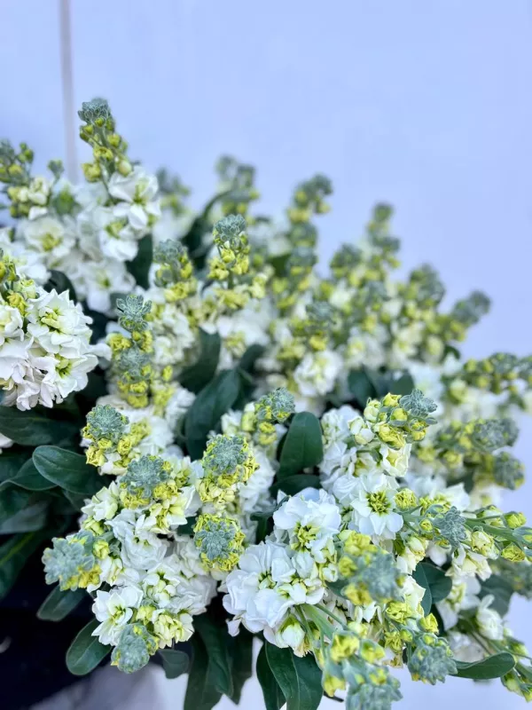 Stocks White