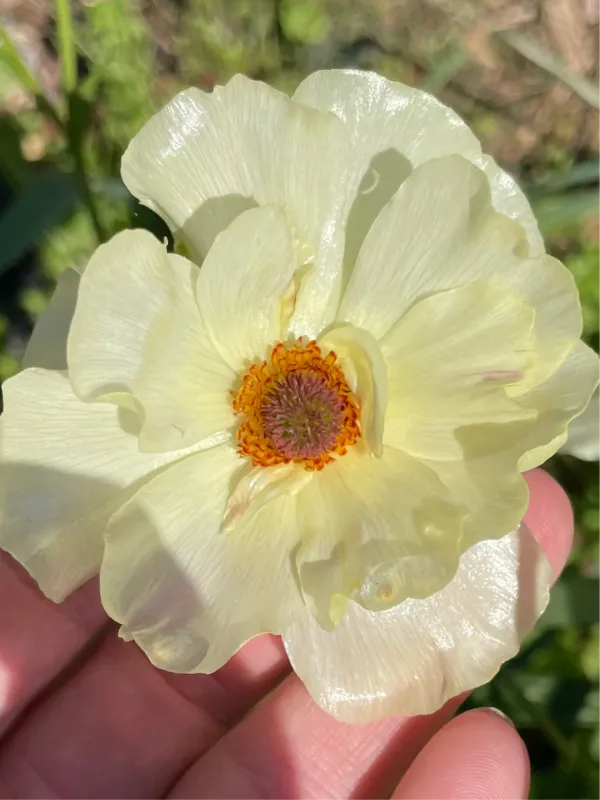 Butterfly Ranunculus: Yellow