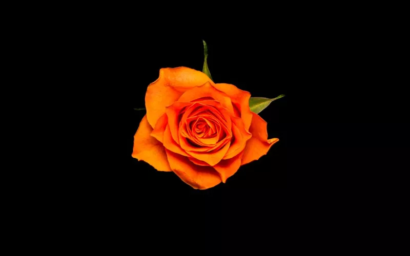 Orange Wave