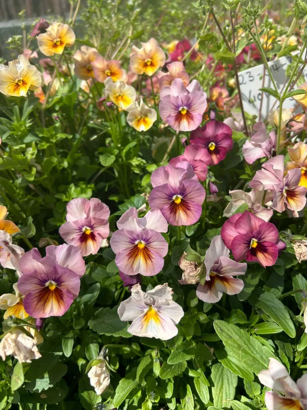 Viola Antique