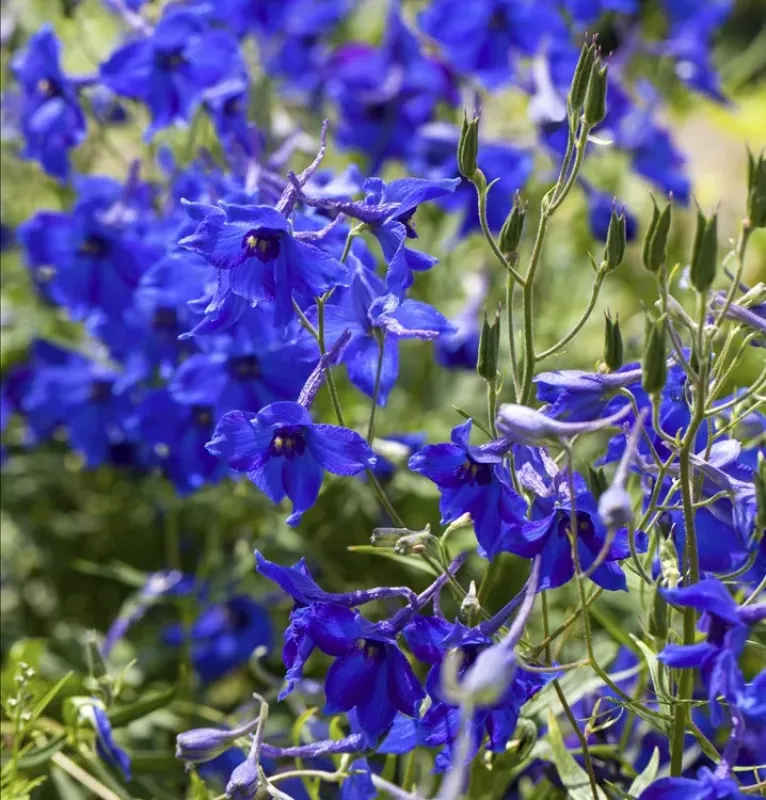 Delphiniums: Small: Belladonna 
