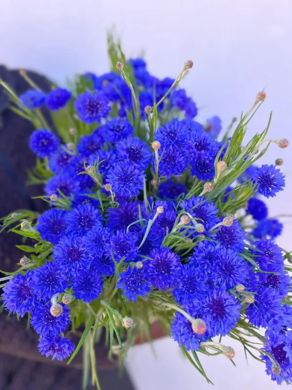Cornflower