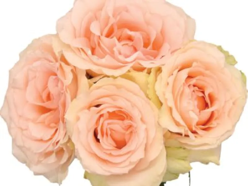 Alina Perfumella Spray