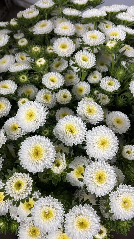 Aster