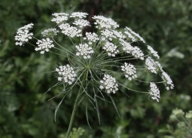 Dill: White