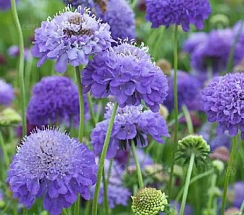 Scabiosa Oxford Blue