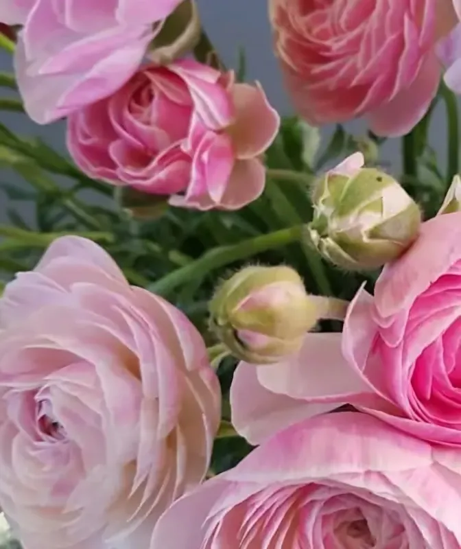 Amandine French Porcelain Ranunculus