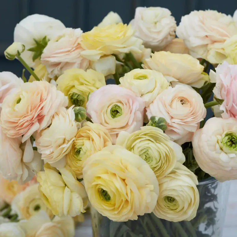 Amandine French Ranunculus Pastel Yellow