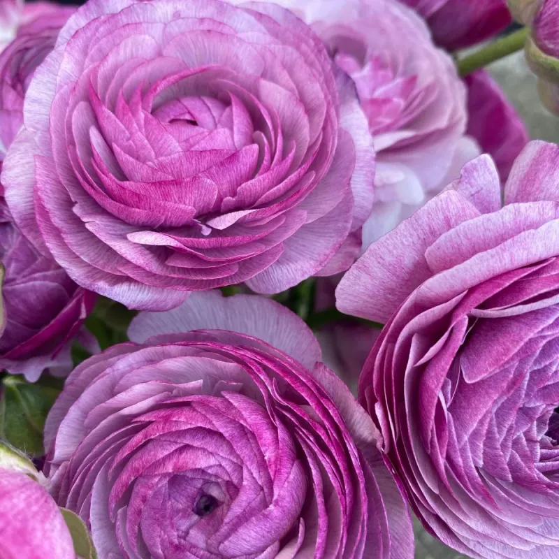Amandine French Ranunculus Purple Jean