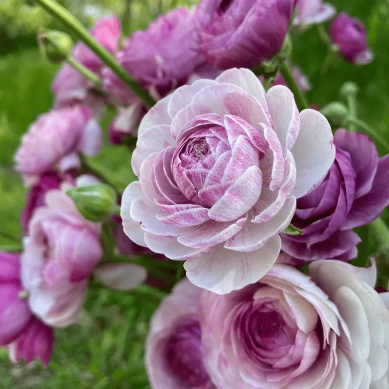 Amandine French Ranunculus Purple Jean