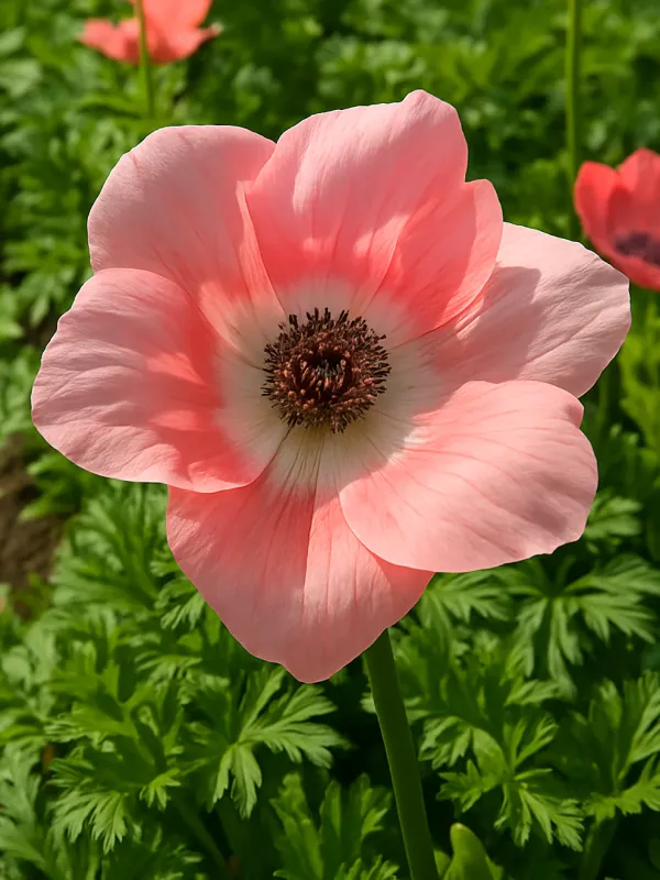 Anemone Carmel Barbie