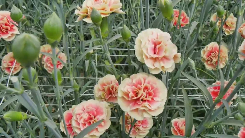 Carnation Missantic Funky