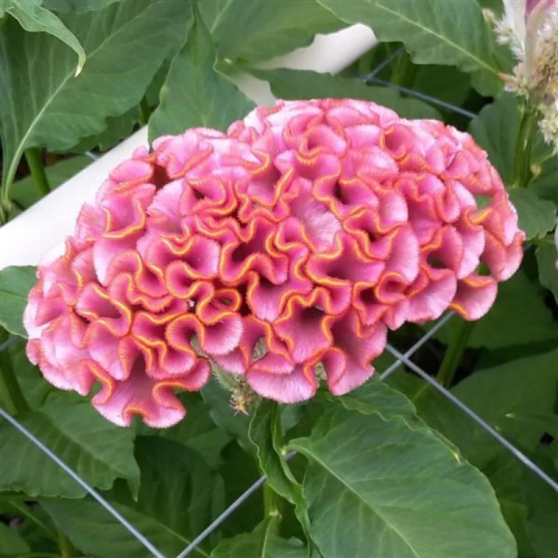 Celosia Act: Pink