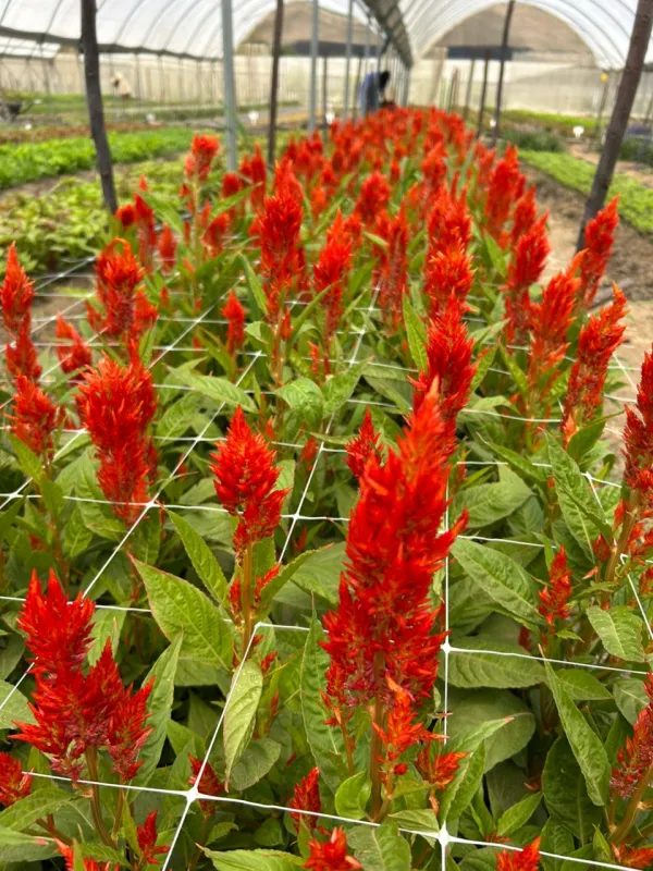 Celosia