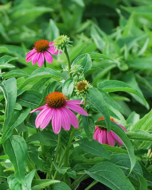 Echinacea Wild Type