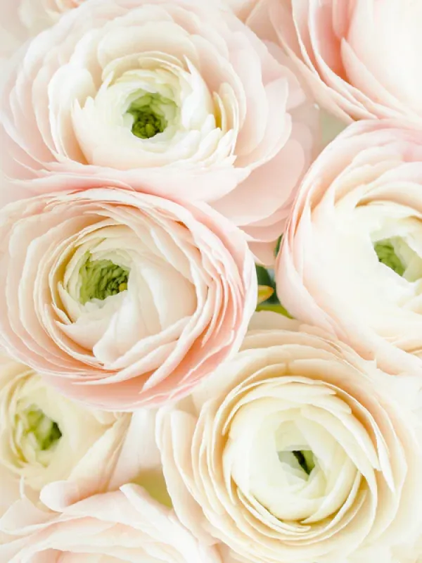 Italian Bianco Sfumato Ranunculus