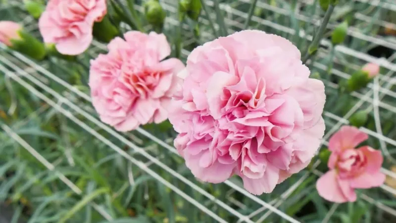 Miss Bella Carnation