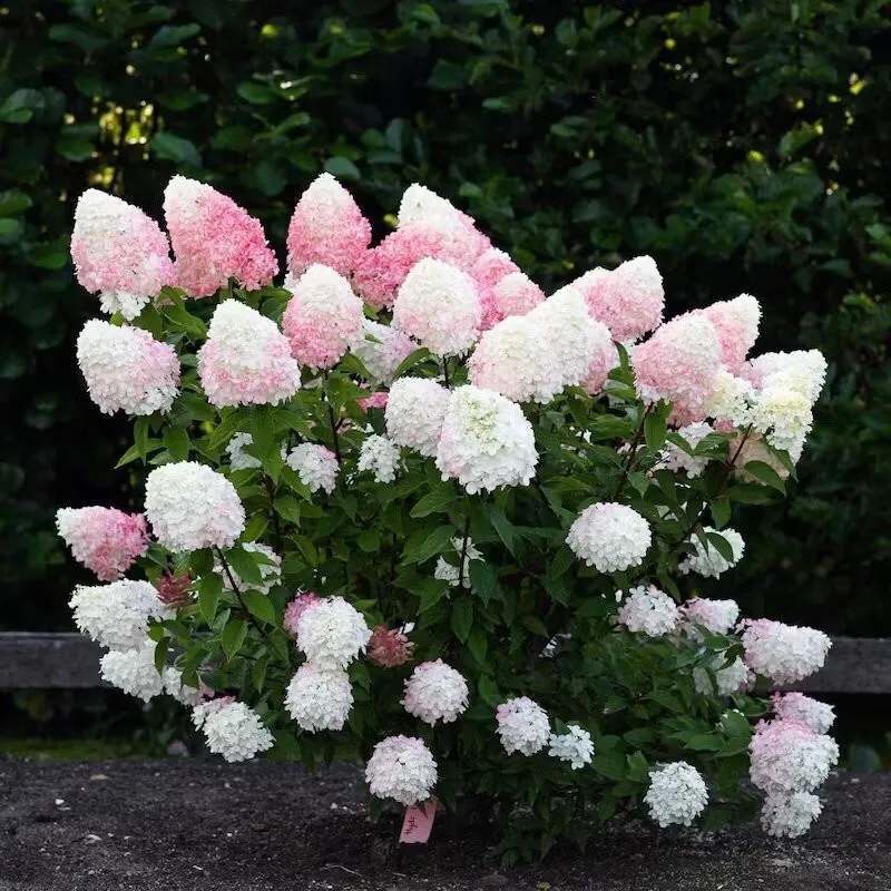 Pink & Rose: Paniculata Hydrangea