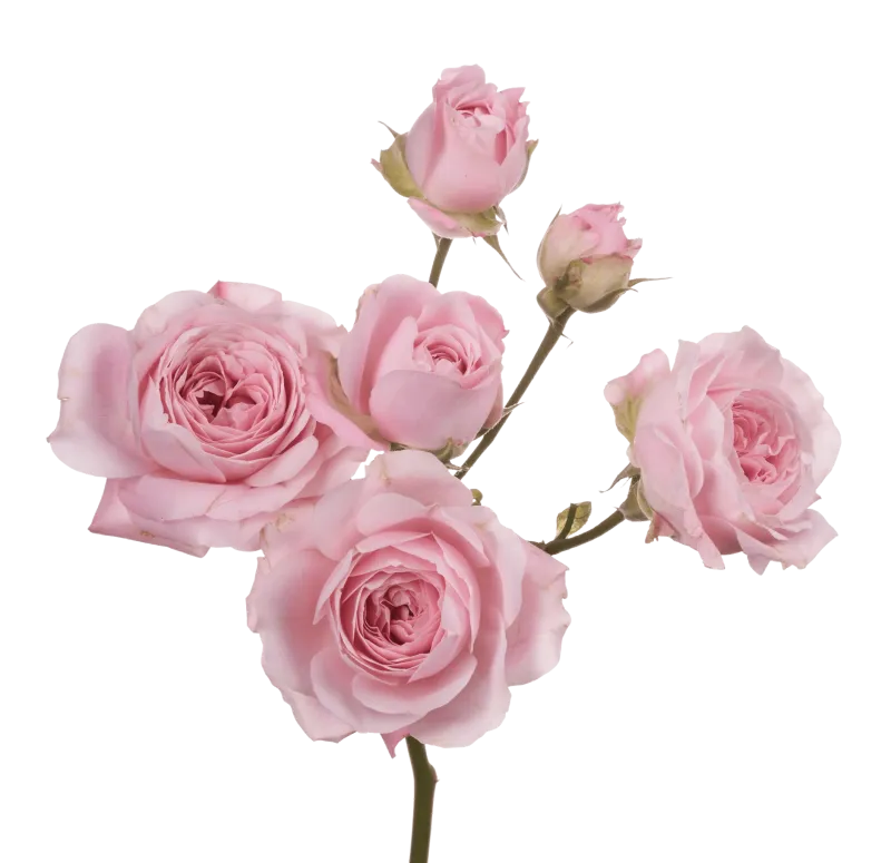 Princess Fairy Kiss Pink