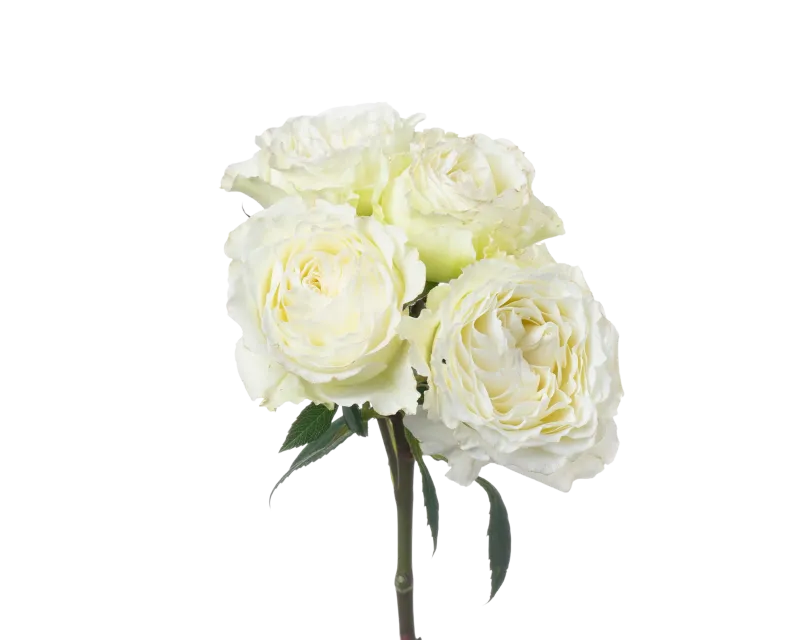 Princess Fairy Kiss White