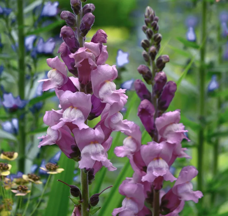 Snapdragon Lavender