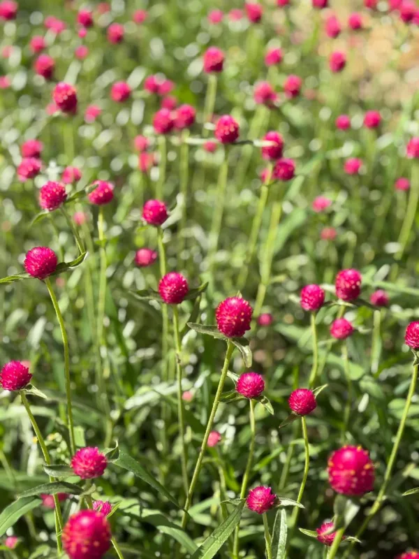 Gomphrena Cerise Pink