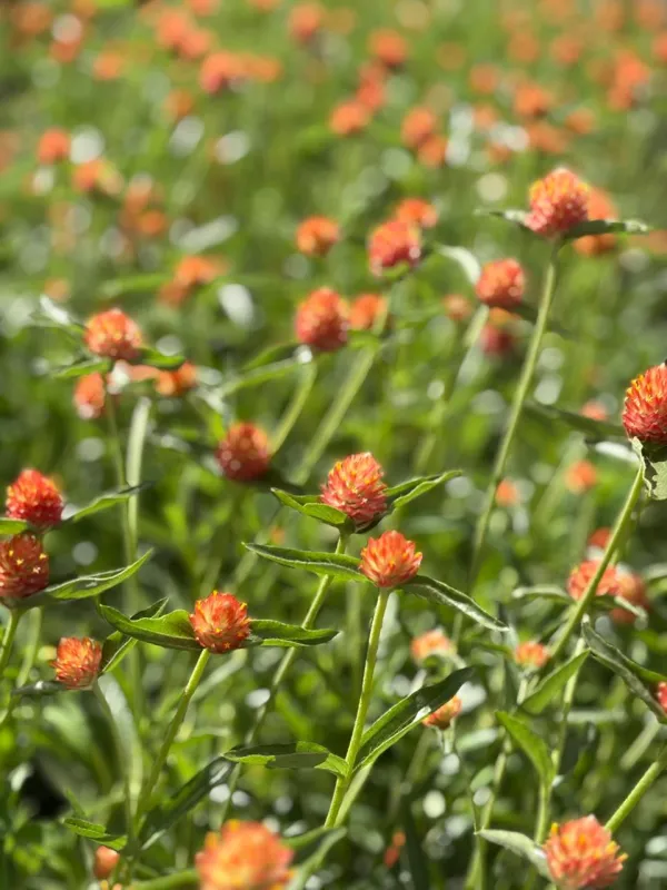 Gomphrena Orange