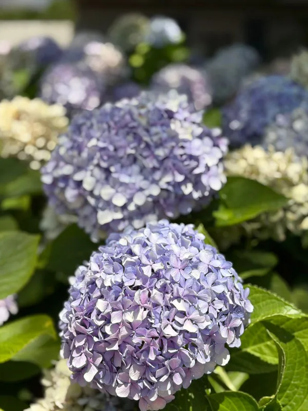 Hydrangea - Medium to Tall Stems - Bi-Colour