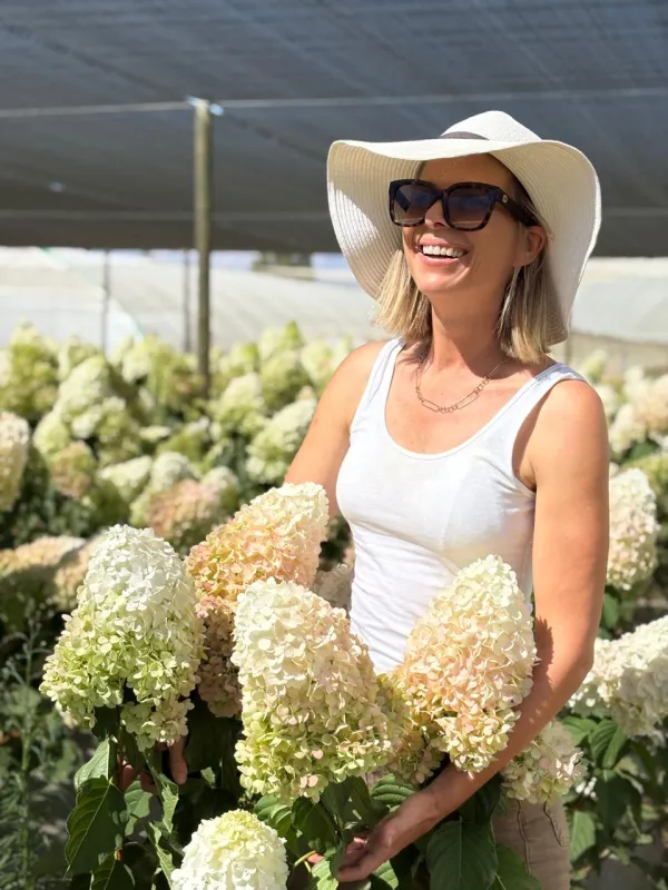 Paniculata Shades of Green, Pink & White