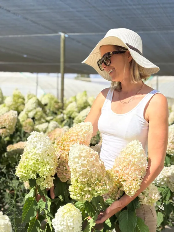 Paniculata Shades of Green, Pink & White