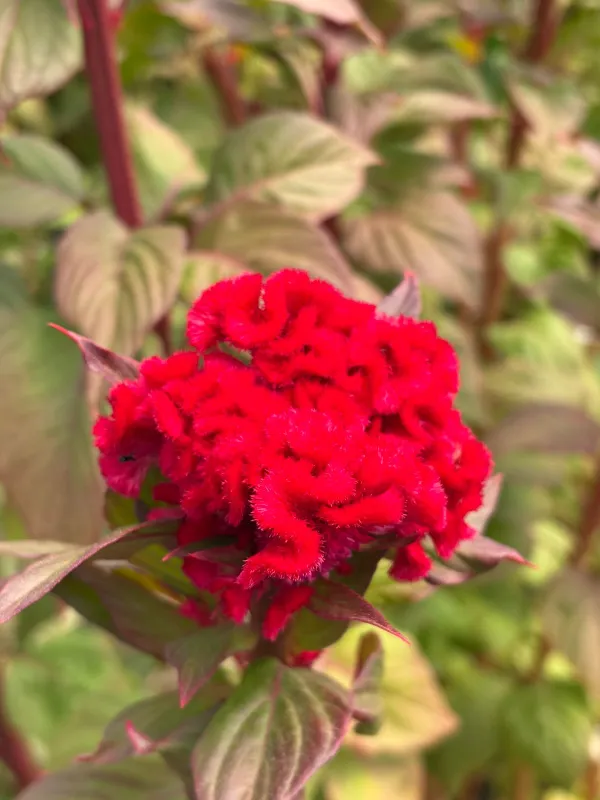 Cockscomb Red