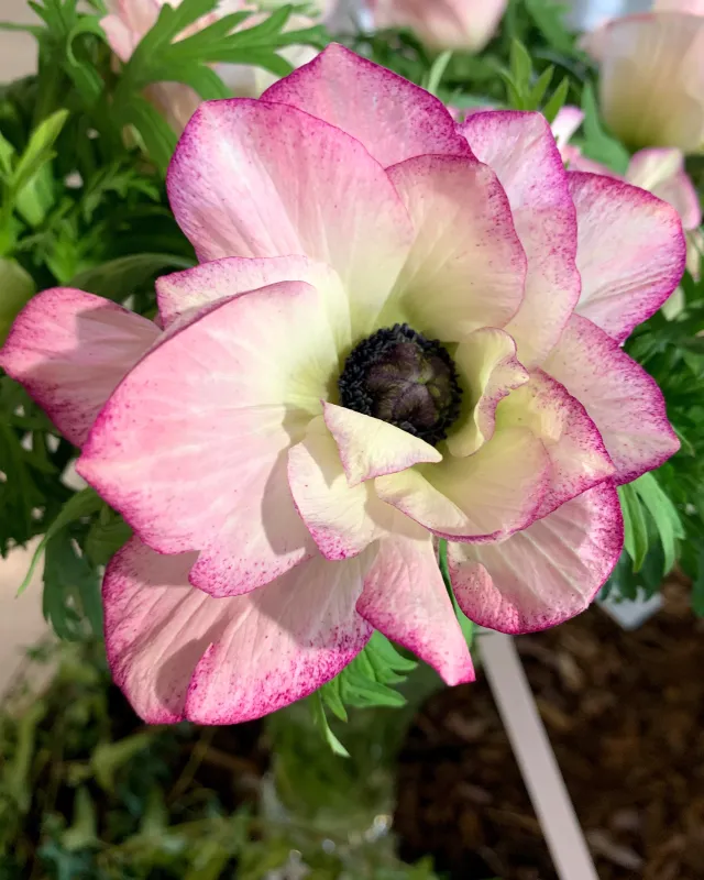 Anemone Mistral Edge