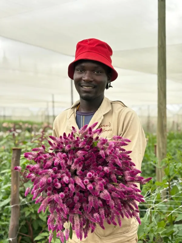 Celosia Ruby Parfait