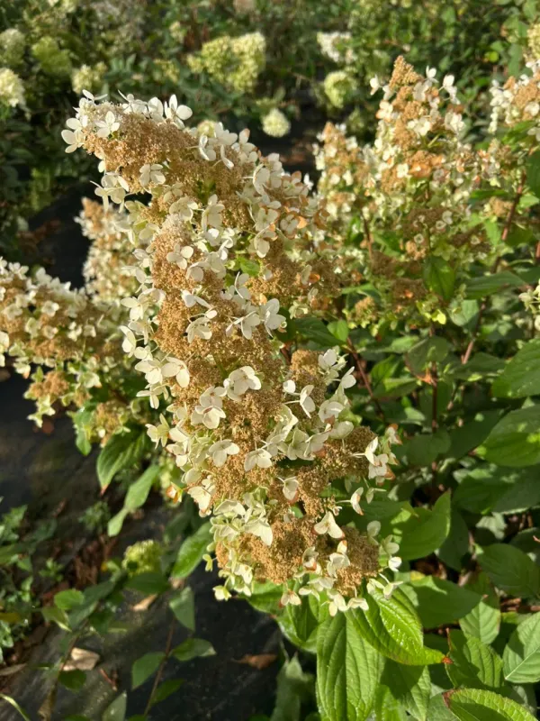 Paniculata