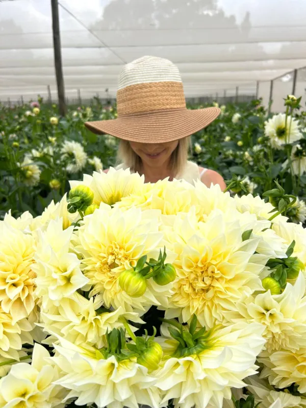 Café Au Lait Supreme