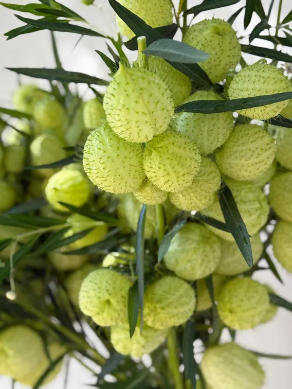 Milkweed Green Ball