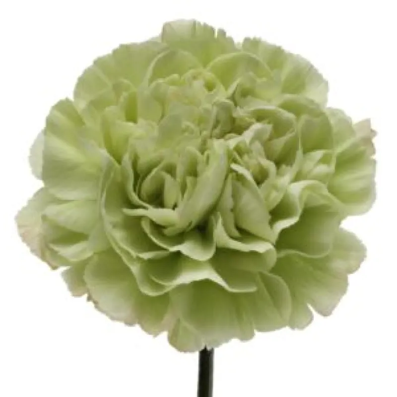 Carnation Green