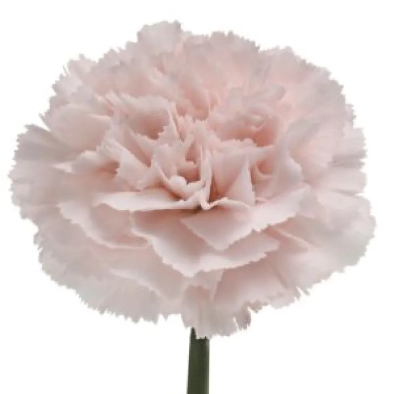 Carnation Light Pink