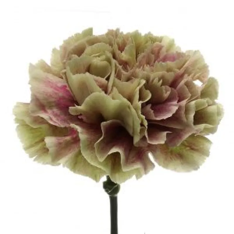 Carnation Mauve