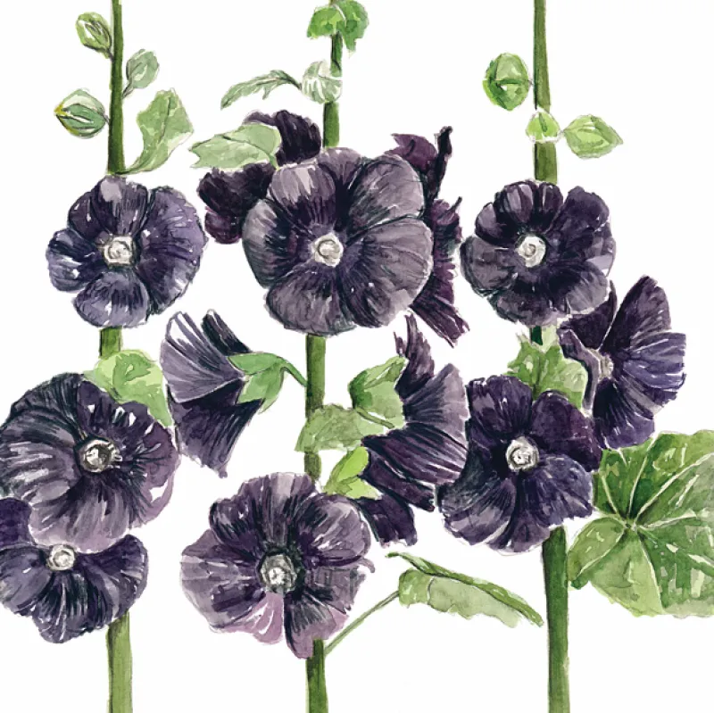 Hollyhock Nigra
