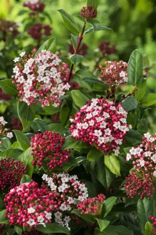 Viburnum Gwenllian